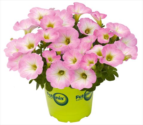 foto van een variëteit aan bloemen, te gebruiken als: Potplant, patioplant, korfplant Petunia RED FOX Potunia® Piccola Pink