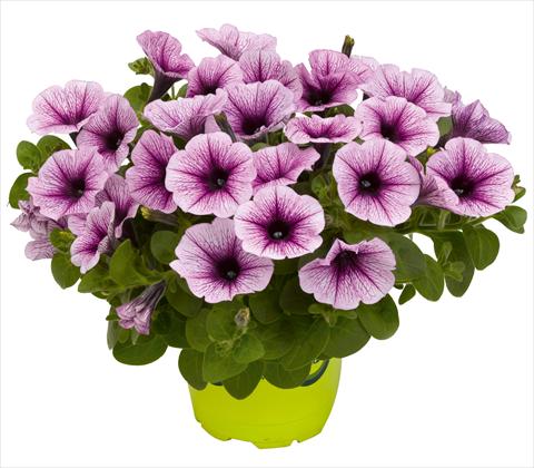 foto van een variëteit aan bloemen, te gebruiken als: Potplant, patioplant, korfplant Petunia x hybrida RED FOX Potunia® Piccola Purple Ice