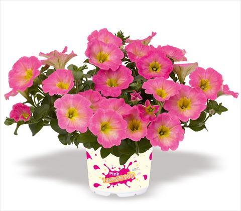 foto van een variëteit aan bloemen, te gebruiken als: Potplant, patioplant, korfplant Petunia x hybrida RED FOX Surprise Pink Lemonade