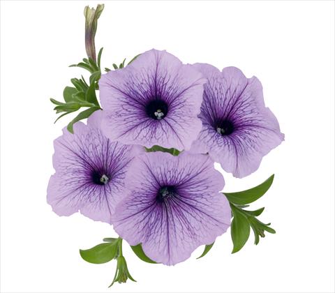 foto van een variëteit aan bloemen, te gebruiken als: Potplant, patioplant, korfplant Petunia x hybrida RED FOX Sweetunia® Blueberry Ice