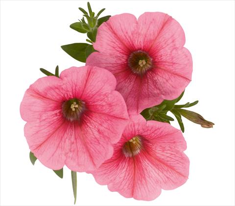 foto van een variëteit aan bloemen, te gebruiken als: Potplant, patioplant, korfplant Petunia x hybrida RED FOX Sweetunia® Bubble Gum