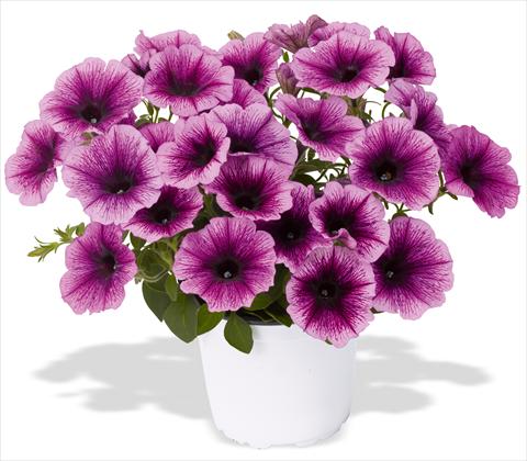 foto van een variëteit aan bloemen, te gebruiken als: Potplant, patioplant, korfplant Petunia x hybrida RED FOX Sweetunia® Grape Ice