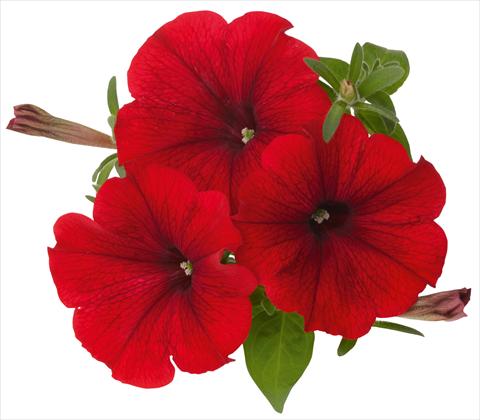 foto van een variëteit aan bloemen, te gebruiken als: Potplant, patioplant, korfplant Petunia x hybrida RED FOX Sweetunia® Hot Rod Red