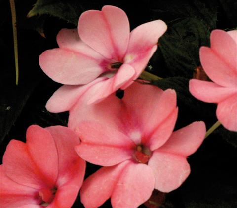 foto van een variëteit aan bloemen, te gebruiken als: Pot - en perkplant Impatiens N. Guinea SunPatiens® Compact Blush Pink