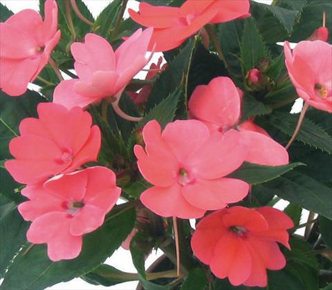 foto van een variëteit aan bloemen, te gebruiken als: Pot - en perkplant Impatiens N. Guinea SunPatiens® Compact Coral