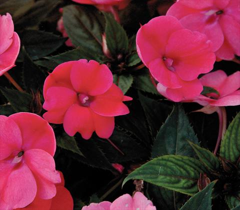 foto van een variëteit aan bloemen, te gebruiken als: Pot - en perkplant Impatiens N. Guinea SunPatiens® Compact Deep Rose