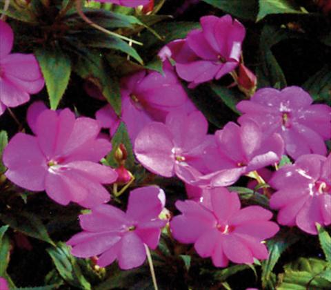 foto van een variëteit aan bloemen, te gebruiken als: Pot - en perkplant Impatiens N. Guinea SunPatiens® Compact Lilac