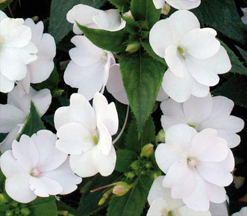 foto van een variëteit aan bloemen, te gebruiken als: Pot - en perkplant Impatiens N. Guinea SunPatiens® Compact White
