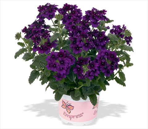 foto van een variëteit aan bloemen, te gebruiken als: Potplant, patioplant, korfplant Verbena RED FOX Empress Flair Violet Blue