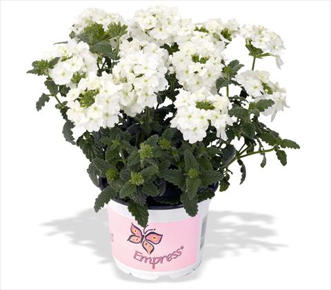 foto van een variëteit aan bloemen, te gebruiken als: Potplant, patioplant, korfplant Verbena RED FOX Empress Flair White