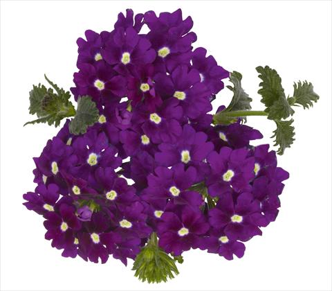 foto van een variëteit aan bloemen, te gebruiken als: Potplant, patioplant, korfplant Verbena RED FOX Empress Violet Blue Charme