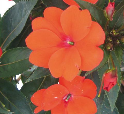 foto van een variëteit aan bloemen, te gebruiken als: Potplant, perkplant, patioplant, korfplant Impatiens N. Guinea SunPatiens® Compact Green Leaf Orange