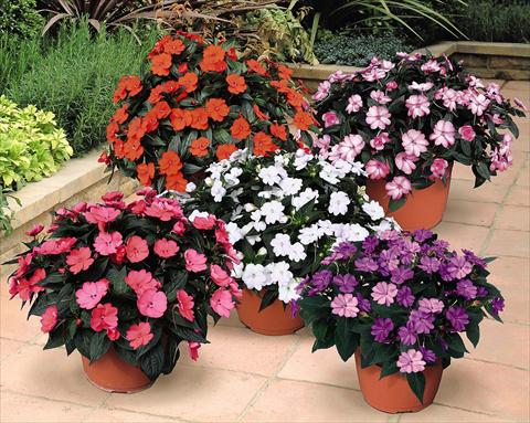 foto van een variëteit aan bloemen, te gebruiken als: Pot - en perkplant Impatiens N. Guinea SunPatiens® Compact Series