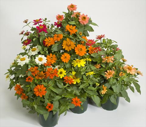 foto van een variëteit aan bloemen, te gebruiken als: Pot - en perkplant Zinnia interspecifica Profusion Mix