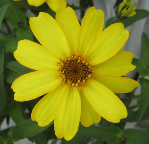 foto van een variëteit aan bloemen, te gebruiken als: Pot - en perkplant Zinnia interspecifica Profusion Yellow