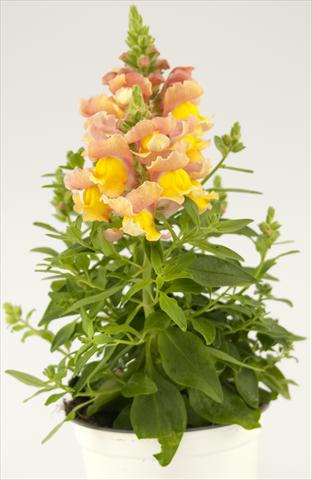 foto van een variëteit aan bloemen, te gebruiken als: Pot - en perkplant Antirrhinum majus Peach Paradise Dazzling Lips®