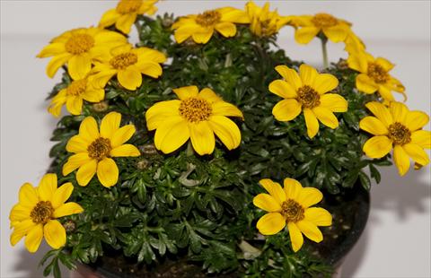 foto van een variëteit aan bloemen, te gebruiken als: Potplant, patioplant, korfplant Bidens ferulifolia Improved Oly Star 2Teeth®