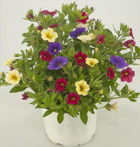 foto van een variëteit aan bloemen, te gebruiken als: Potplant, patioplant, korfplant 3 Combo Calibrachoa Checkies Blue Wine Goldberry