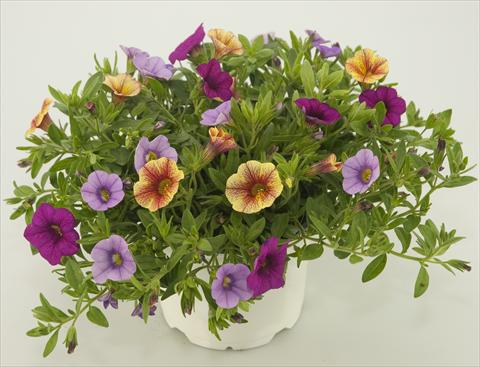 foto van een variëteit aan bloemen, te gebruiken als: Potplant, patioplant, korfplant 3 Combo Calibrachoa Checkies Lavender Pink Goldpeach