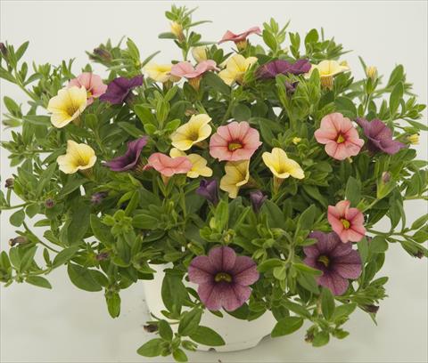 foto van een variëteit aan bloemen, te gebruiken als: Potplant, patioplant, korfplant 3 Combo Calibrachoa Checkies Peach Plum Goldberry