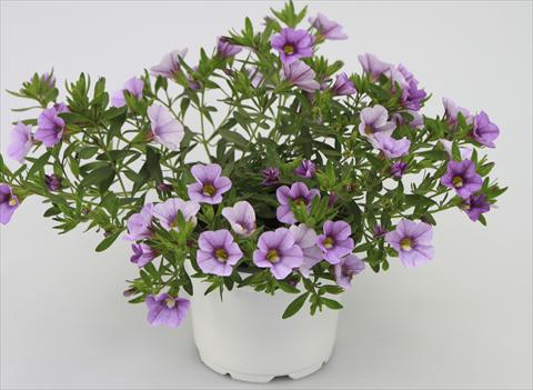 foto van een variëteit aan bloemen, te gebruiken als: Potplant, patioplant, korfplant Calibrachoa Sweet Bells® Lavender