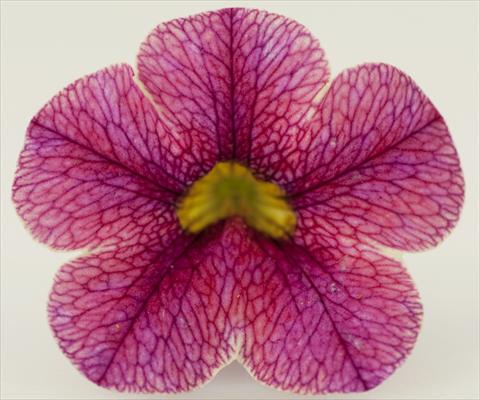 foto van een variëteit aan bloemen, te gebruiken als: Potplant, patioplant, korfplant Calibrachoa Sweet Bells® Strawberry Cream