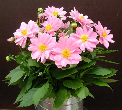foto van een variëteit aan bloemen, te gebruiken als: Pot - en perkplant Dahlia Starlias Rose
