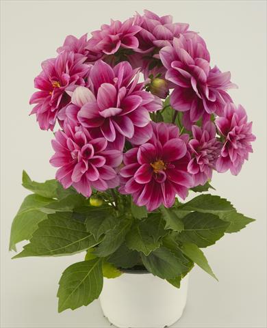 foto van een variëteit aan bloemen, te gebruiken als: Pot - en perkplant Dahlia Starlias Violet