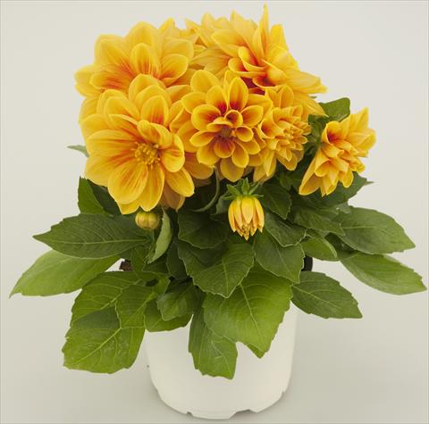 foto van een variëteit aan bloemen, te gebruiken als: Pot - en perkplant Dahlia Starlias Yellow Orange Splash