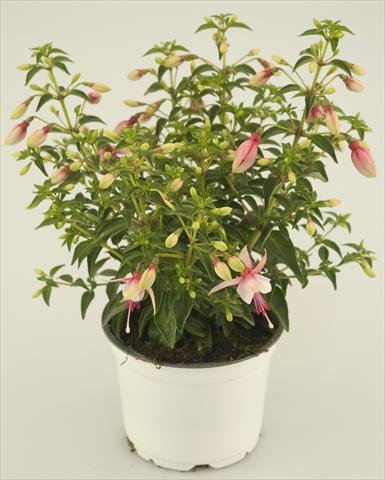 foto van een variëteit aan bloemen, te gebruiken als: Pot - en perkplant Fuchsia Summermelody® Sunantonio