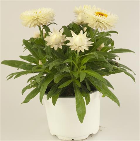 foto van een variëteit aan bloemen, te gebruiken als: Pot - en perkplant Helichrysum (Bracteantha) Xagros® Weiss