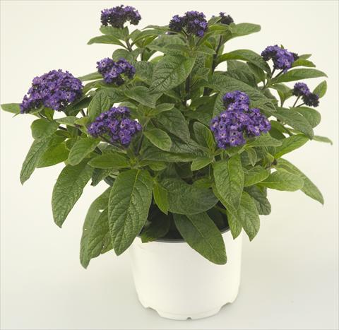foto van een variëteit aan bloemen, te gebruiken als: Pot - en perkplant Heliotropium arborescens Blue Helios®