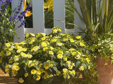 foto van een variëteit aan bloemen, te gebruiken als: Pot - en perkplant Lantana camara Summerlovers® Simon Lemon
