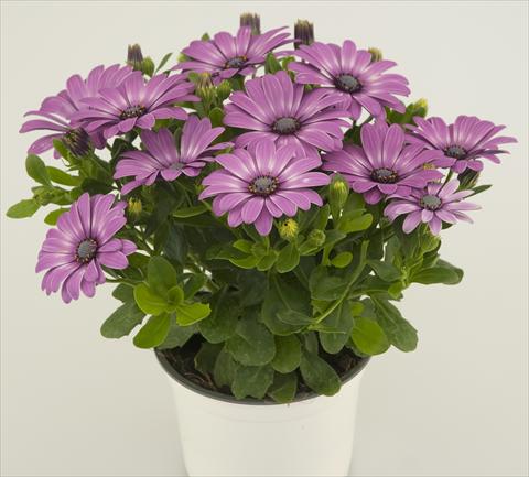 foto van een variëteit aan bloemen, te gebruiken als: Pot - en perkplant Osteospermum Impassion® Lavenderrose