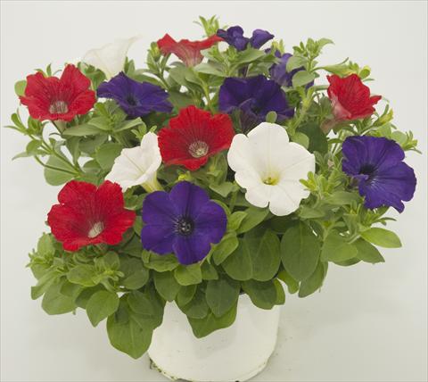 foto van een variëteit aan bloemen, te gebruiken als: Potplant, patioplant, korfplant 3 Combo Checkies Red White Blue