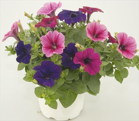 foto van een variëteit aan bloemen, te gebruiken als: Potplant, patioplant, korfplant 3 Combo Checkies Rose vein Purple Violet indigo