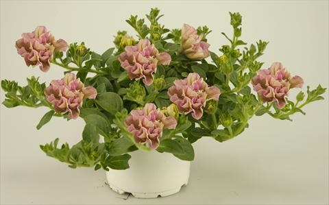 foto van een variëteit aan bloemen, te gebruiken als: Potplant, patioplant, korfplant Petunia Colour Bells® Light Rose Bell