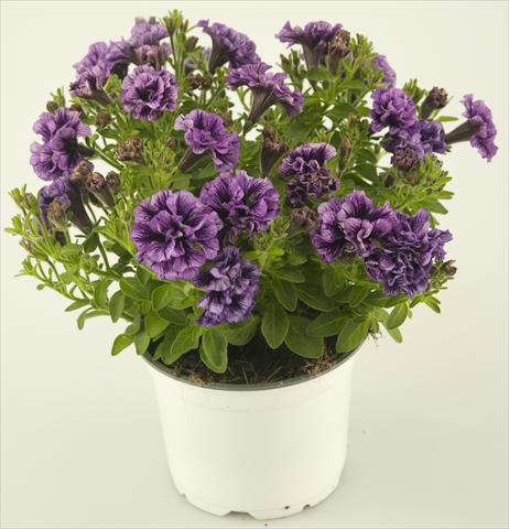 foto van een variëteit aan bloemen, te gebruiken als: Potplant, patioplant, korfplant Petunia Double Amethyst Vein Tiny Pleasure®