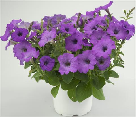 foto van een variëteit aan bloemen, te gebruiken als: Potplant, patioplant, korfplant Petunia Four Weeks Medium Orchid Sweetpleasure®