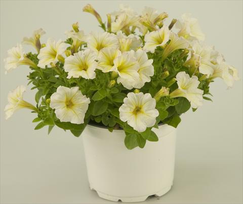 foto van een variëteit aan bloemen, te gebruiken als: Potplant, patioplant, korfplant Petunia Light Yellow Tiny Pleasure®