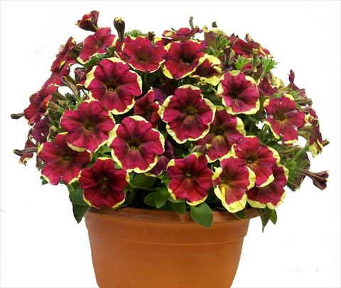 foto van een variëteit aan bloemen, te gebruiken als: Potplant, patioplant, korfplant Petunia Purple Yellow Circle Sunpleasure®