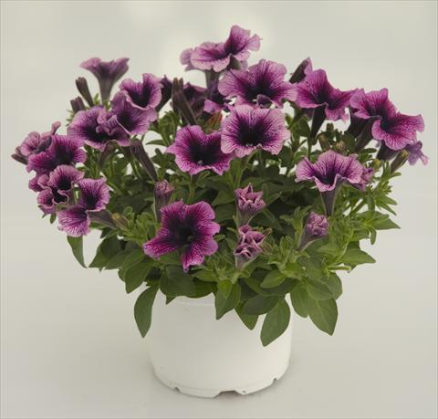 foto van een variëteit aan bloemen, te gebruiken als: Potplant, patioplant, korfplant Petunia Violet Black Vein Sweetpleasure®