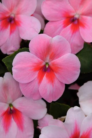 foto van een variëteit aan bloemen, te gebruiken als: Pot - en perkplant Impatiens walleriana Impreza™ Pink Splash