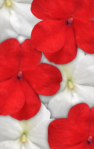 foto van een variëteit aan bloemen, te gebruiken als: Pot - en perkplant Impatiens walleriana Impreza™ Red White Mix