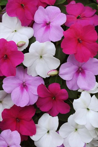foto van een variëteit aan bloemen, te gebruiken als: Pot - en perkplant Impatiens walleriana Impreza™ Wedgewood Mix