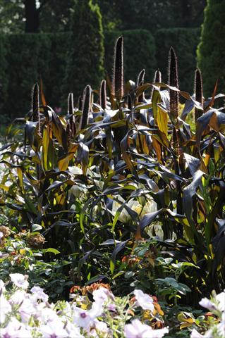 foto van een variëteit aan bloemen, te gebruiken als: Pot - en perkplant Pennisetum glaucum Ornamental Millet Jester