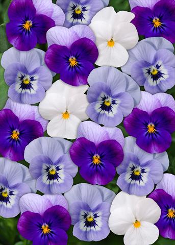 foto van een variëteit aan bloemen, te gebruiken als: Pot - en perkplant Viola cornuta Sorbet™ Blueberry Frost Mix XP