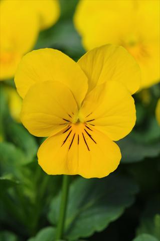 foto van een variëteit aan bloemen, te gebruiken als: Pot - en perkplant Viola cornuta Sorbet™ Yellow XP