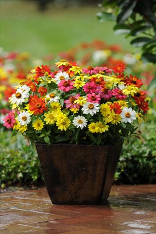 foto van een variëteit aan bloemen, te gebruiken als: Pot - en perkplant Zinnia marylandica Zahara Mix
