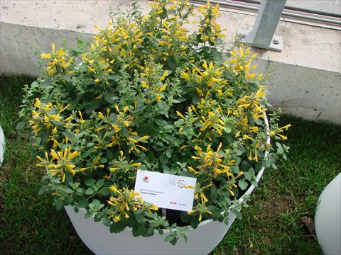 foto van een variëteit aan bloemen, te gebruiken als: Pot - en perkplant Agastache aurantiaca Sunset Yellow